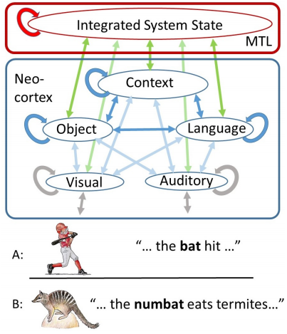 Sketch of the brain's understanding system